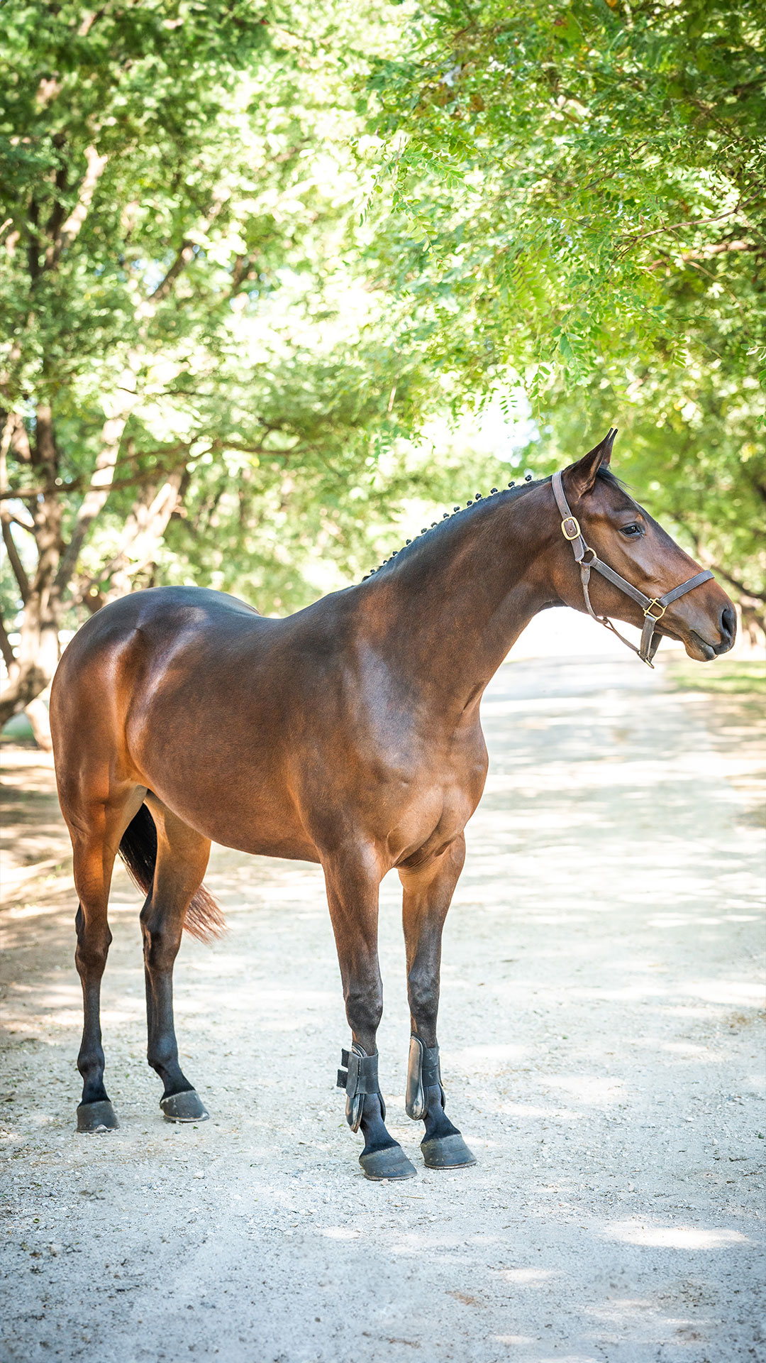Pegasus Chris Evert